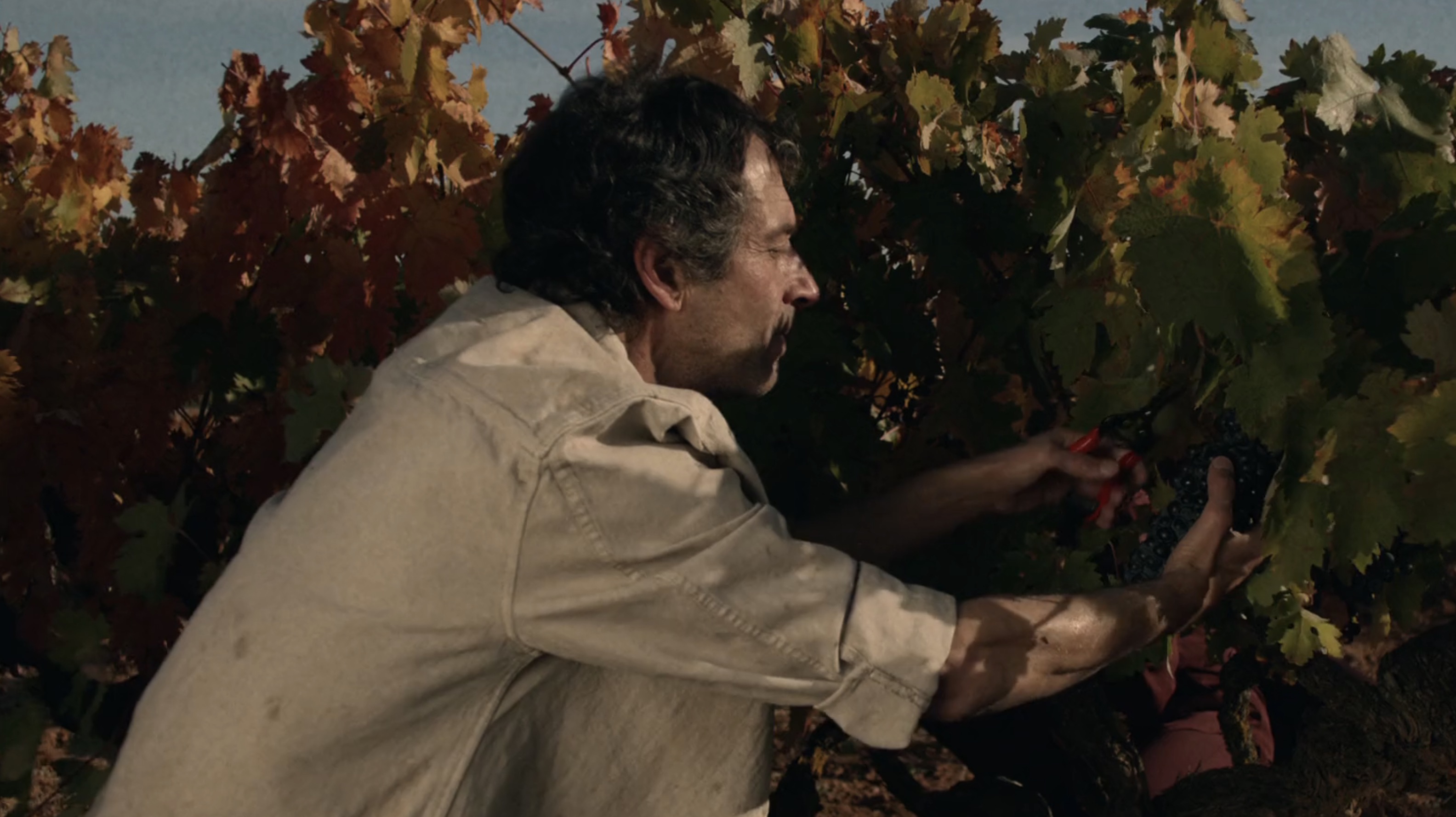 still Ribera del Duero